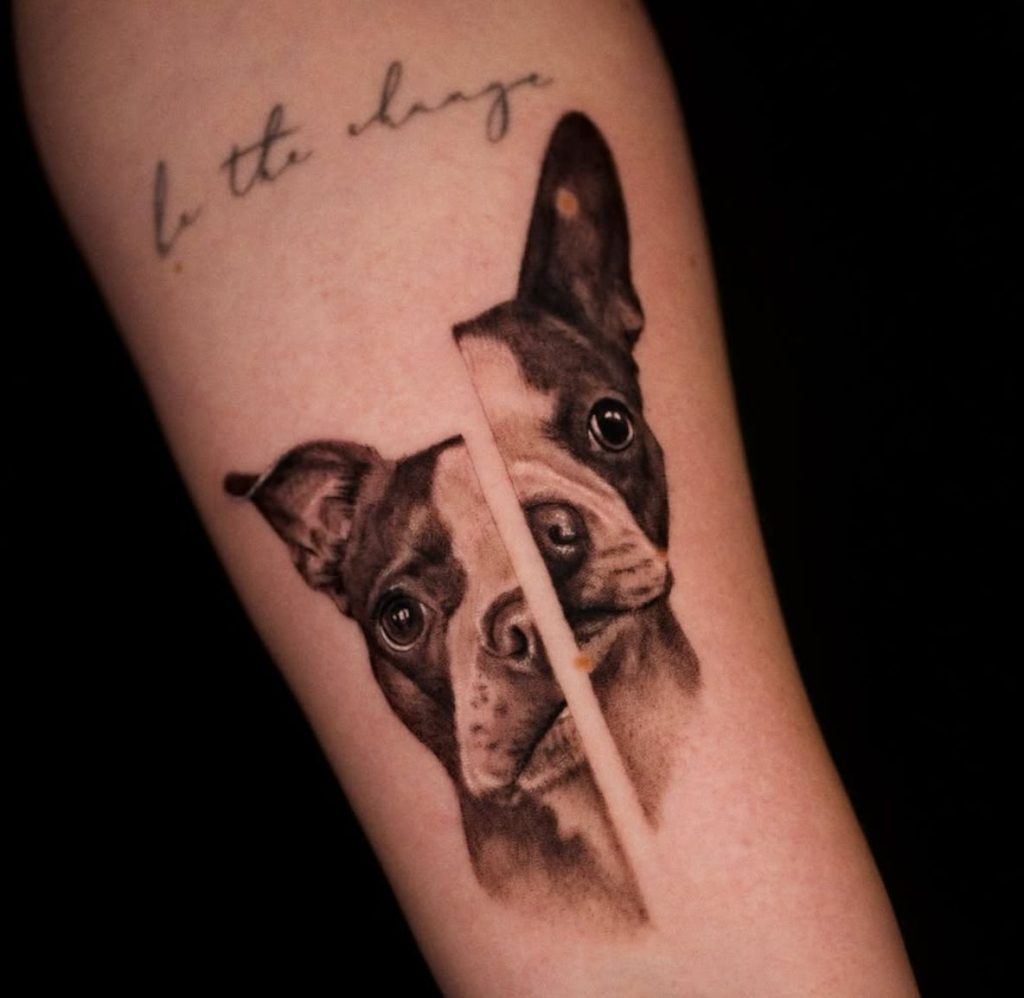 Mikrorealismus Tattoo: Boston Terrier Porträt